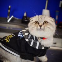 Scottish Fold, Kedi  Behlül fotoğrafı