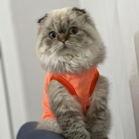 İran Kedisi (Persian), Kedi  Duman fotoğrafı