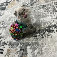 İran Kedisi (Persian), Kedi  Duman fotoğrafı