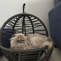 İran Kedisi (Persian), Kedi  Duman fotoğrafı