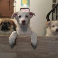 Russian Spaniel, Köpek  Panda ve mars fotoğrafı