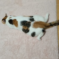 Tekir Kedi, Kedi  Güneş fotoğrafı