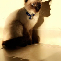 Siyam Kedisi, Kedi  Fidan fotoğrafı