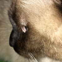 Siyam Kedisi, Kedi  Fidan fotoğrafı