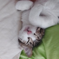 Tekir Kedi, Kedi  Ceviz fotoğrafı