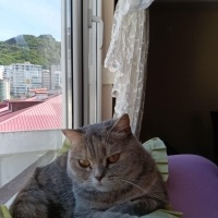 British Shorthair, Kedi  Lila fotoğrafı