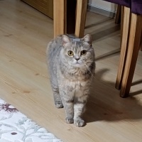 British Shorthair, Kedi  Lila fotoğrafı