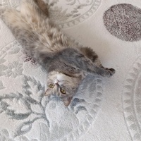 British Shorthair, Kedi  Lila fotoğrafı