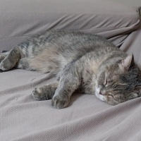 British Shorthair, Kedi  Lila fotoğrafı