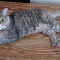 British Shorthair, Kedi  Lila fotoğrafı