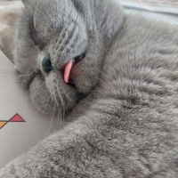British Shorthair, Kedi  Dalia fotoğrafı