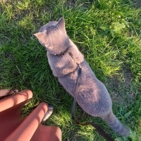 British Shorthair, Kedi  Dalia fotoğrafı