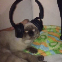 Siyam Kedisi, Kedi  Korcan ve şapşik fotoğrafı