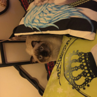 Siyam Kedisi, Kedi  Korcan ve şapşik fotoğrafı