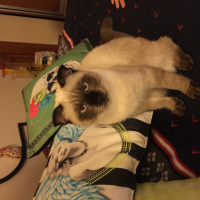 Siyam Kedisi, Kedi  Korcan ve şapşik fotoğrafı