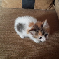 Tekir Kedi, Kedi  cips,pamuk,boncuk ve 10 tane daha fotoğrafı