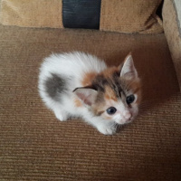 Tekir Kedi, Kedi  cips,pamuk,boncuk ve 10 tane daha fotoğrafı
