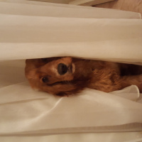 Amerikan Cocker Spaniel, Köpek  Bella fotoğrafı