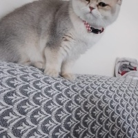 British Shorthair, Kedi  Hera fotoğrafı