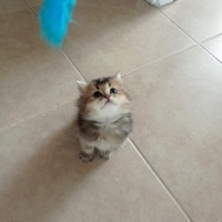 British Shorthair, Kedi  British gold family fotoğrafı