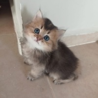 British Shorthair, Kedi  British gold family fotoğrafı