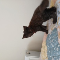 British Shorthair, Kedi  Puka fotoğrafı