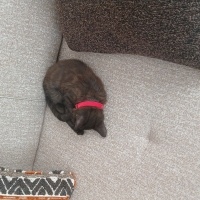 British Shorthair, Kedi  Puka fotoğrafı