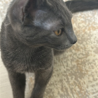 British Shorthair, Kedi  Linda fotoğrafı
