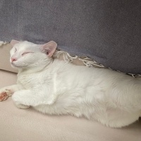 Van Kedisi, Kedi  Snow fotoğrafı