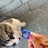 Tekir Kedi, Kedi  Yeni kedi fotoğrafı