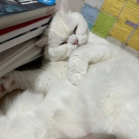 British Shorthair, Kedi  Pofi fotoğrafı