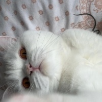 British Shorthair, Kedi  Pofi fotoğrafı
