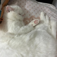 British Shorthair, Kedi  Pofi fotoğrafı