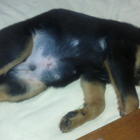 Rottweiler, Köpek  Zeus fotoğrafı