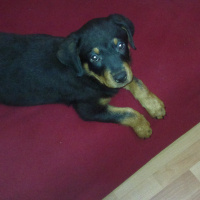 Rottweiler, Köpek  Zeus fotoğrafı