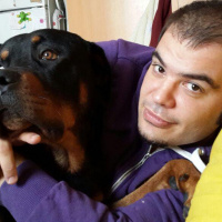 Rottweiler, Köpek  Zeus fotoğrafı