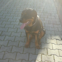 Rottweiler, Köpek  Zeus fotoğrafı