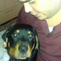 Rottweiler, Köpek  Zeus fotoğrafı