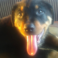 Rottweiler, Köpek  Zeus fotoğrafı