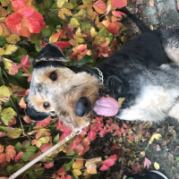 Airedale Terrier, Köpek   Leo fotoğrafı