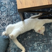 Scottish Fold, Kedi  pamuk fotoğrafı