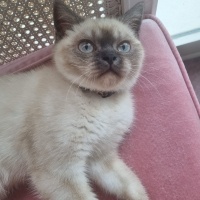 Colorpoint Shorthair, Kedi  Bonibon fotoğrafı