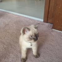Colorpoint Shorthair, Kedi  Bonibon fotoğrafı
