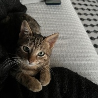 Tekir Kedi, Kedi  Pati fotoğrafı