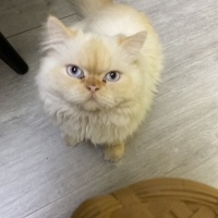 İran Kedisi (Persian), Kedi  Latte fotoğrafı
