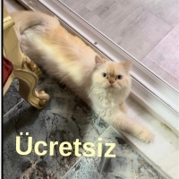 İran Kedisi (Persian), Kedi  Latte fotoğrafı