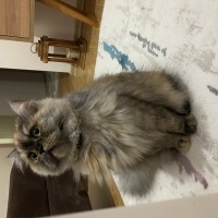 Chinchilla, Kedi  Mia fotoğrafı