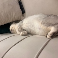 Scottish Fold, Kedi  Lokum fotoğrafı