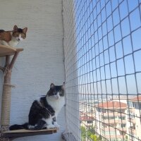 Tekir Kedi, Kedi  Şifa fotoğrafı