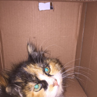 Soke, Kedi  - fotoğrafı